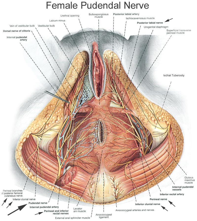 FemalePudendalNerve.jpg