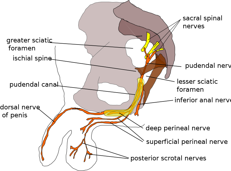 Pudendal nerve