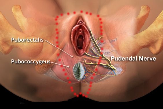 pudendal nerve.jpg